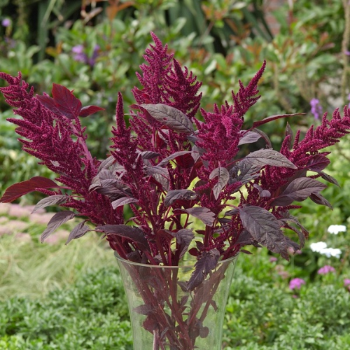 Amaranthus Planting & Growing Instructions