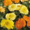 Calendula Bon Bon Mix