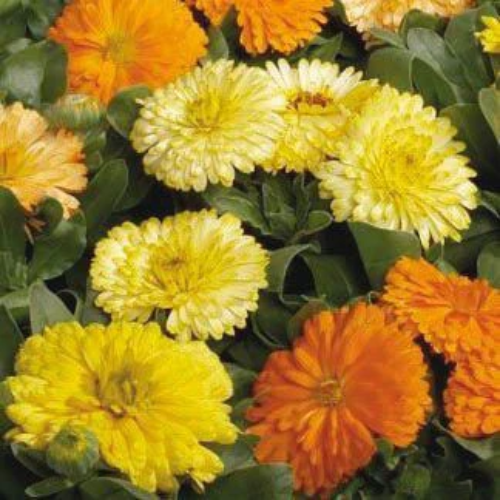 Calendula Planting & Growing Instructions