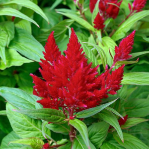 Celosia Flamma Bright Red