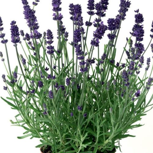 Lavender Blue Scent Early