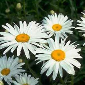 Leucanthemum Alaska