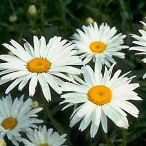 Leucanthemum Planting & Growing Instructions