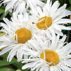 Leucanthemum Crazy Daisy