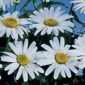 Leucanthemum Snow Lady