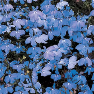 Lobelia Regatta Sky Blue