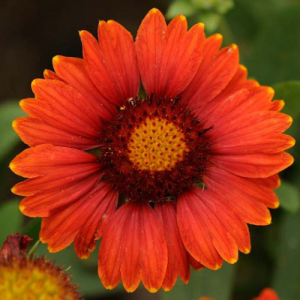 Gaillardia Arizona Red Shades