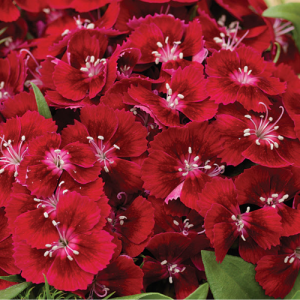 Dianthus Barbarini Red