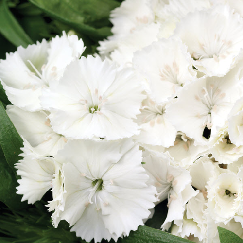 Dianthus Barbarini White
