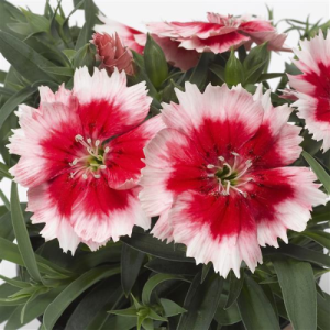 Dianthus Super Parfait Red Pepmnt