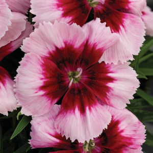 Dianthus Venti Parfait Crimson Eye