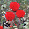 Cut Flower Celosia Kurume Orange Red