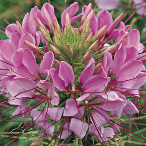 Cleome Sparkler Lavender