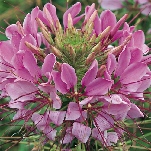 Cleome Planting & Growing Instructions