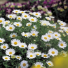 Chrysanthemum Snowland