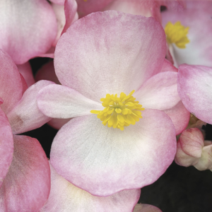 Begonia Bada Bing Rose Bicolor