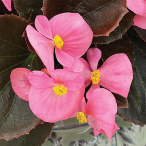 Begonia Bada Boom Pink