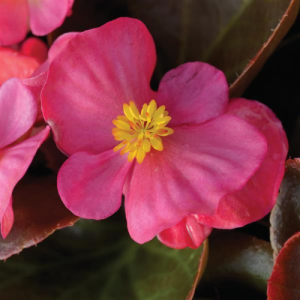 Begonia Bada Boom Rose