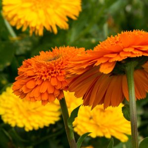 Calendula Pacific Beauty