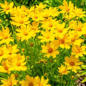 Coreopsis Lanceolata