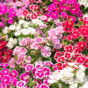 Dianthus Sweet William