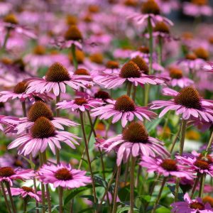 Echinacea Purple Coneflower