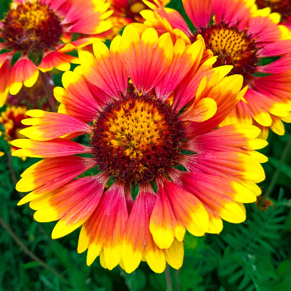 Gaillardia Blanket Flower