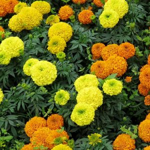 Marigold Crackerjack