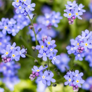 Myosotis Forget Me Not