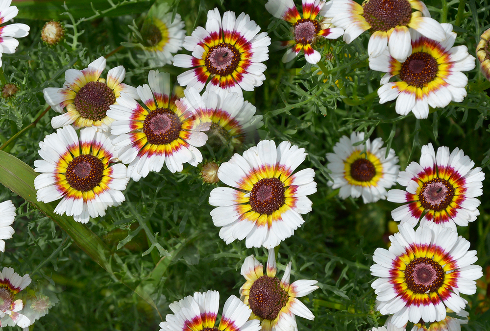 Painted Daisy Planting & Growing Instructions