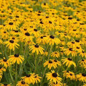 Rudbeckia Black Eyed Susan