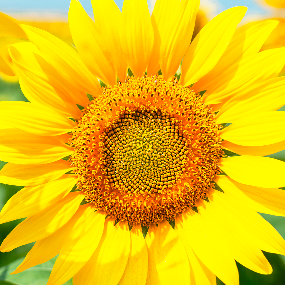Sunflower Large Gray Stripe