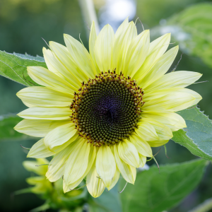 Sunflower Lemon Queen