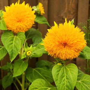 Sunflower Teddy Bear