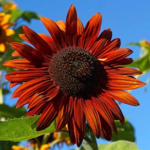 Sunflower Velvet Queen