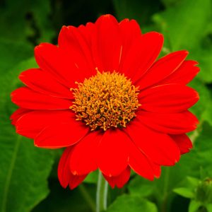 Tithonia Mexican Sunflower