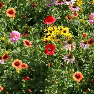 Wildflowers Midwest Mixture