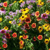 Wildflowers Perennial Mixture