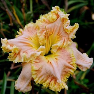 Bamboo Fan Daylily