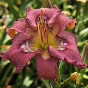 Breaking Through Daylily