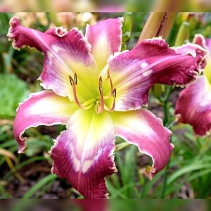 Nanu Nanu Daylily