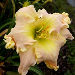 Pamela J Coward Daylily