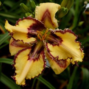 Peaceful Conquest Daylily