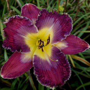 Slipping Into Darkness Daylily