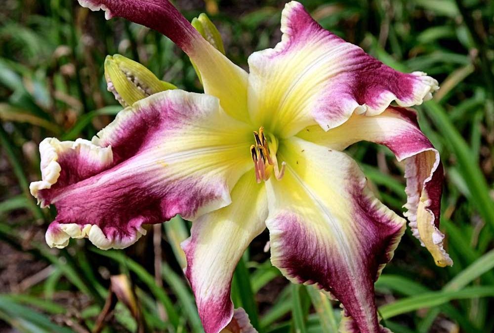 Daylily Planting & Growing Instructions