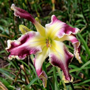 Still Standing Daylily