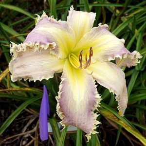 Surrounded By Angels Daylily