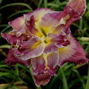 Blow Your Horn daylily flower with round grape petals, a thin white edge, veined lavender watermarks, and a yellow throat.