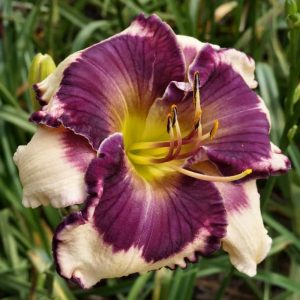 Embrace Diversity daylily flower with near-white petals, a vibrant violet eye and edge, and a yellow throat.