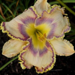 A cream-colored daylily with a band of blue and a notched band of violet, known as the HAVE MERCY daylily.